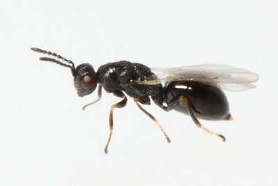 Eurytomid wasp