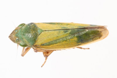 Helochara communis (Cicadellinae)