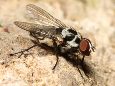 Root-Maggot Fly (Anthomyia pluvialis)