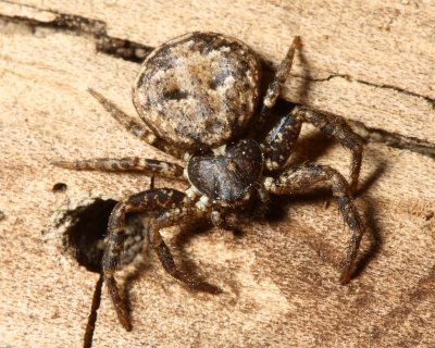 Bark Crab Spider (Bassaniana sp.)