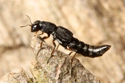 Water Skater (Stenus sp.)