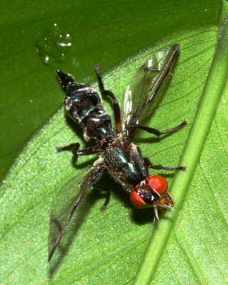 Signal Fly, Senopterina sp. (Platystomatidae)
