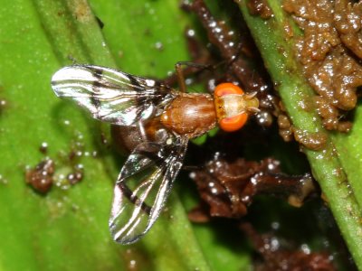 Richardiid Fly, Epiplatea sp. (Richardiidae: Epiplateinae)