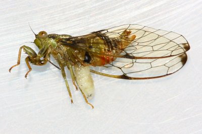 Alien! Parasitic Flesh Fly (Sarcophagidae)