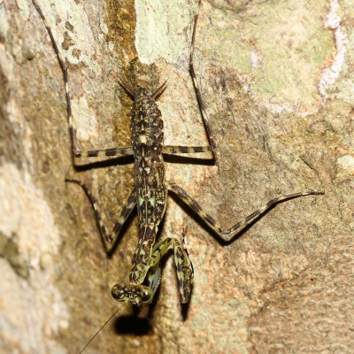 Bark Mantis, Liturgusa sp. (Liturgusidae)