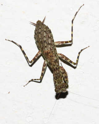 Bark Mantis, Liturgusa sp. (Liturgusidae)