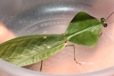 Dictyoptera of Ecuador