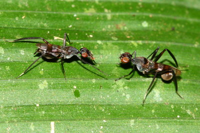 Stilt-legged Flies, Plocoscelus sp. (Micropezidae)