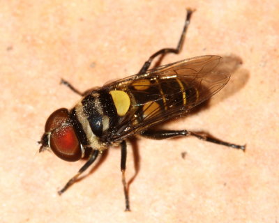 Flower Fly, Palpada sp. (Syrphidae: Eristalinae)