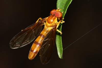 Flower Fly, Ocyptamus crocatus (Syrphidae: Syrphinae)
