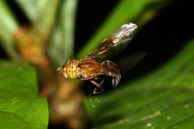 Flower Fly, Hybobathus rubricosus (Syrphidae: Syrphinae)