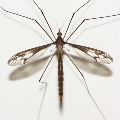 Crane Fly, Ozodicera sp. (Tipulidae: Tipulinae)