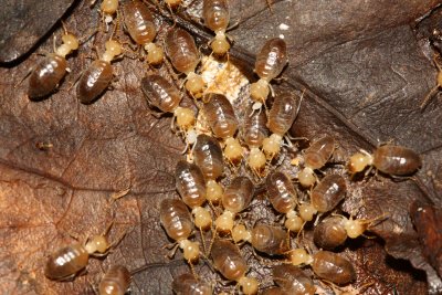 unidentified termites