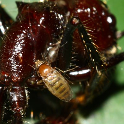 Bullet Ant Parasitoid, Apocephalus paraponerae complex (Phoridae)