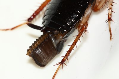 Cockroach (Blattidae)