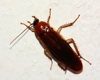 Cockroach (Blattidae)