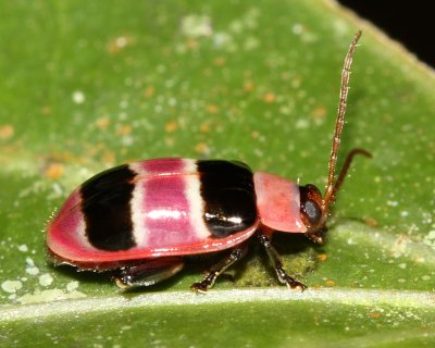 Candy-banded Leaf Beetle (Chrysomelidae)