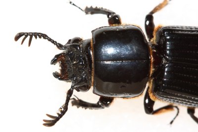 Bess Beetle, Passalus sp. (Passalidae)