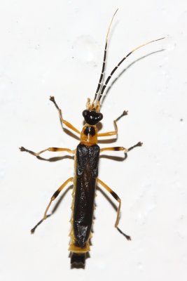 Soldier Beetle, Macromalthinus sp. (Cantharidae)
