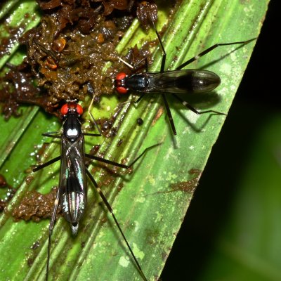 Stilt-legged Fly, Ptilosphen sp. (Micropezidae)