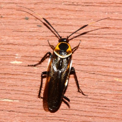 Firefly-mimic Roach, Pseudomops angustus (Ectobiidae: Blattellinae)