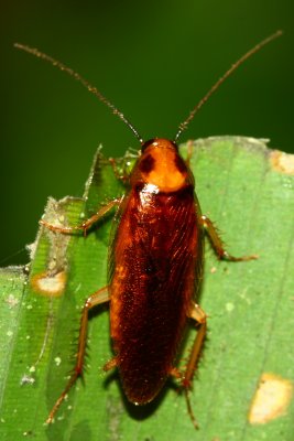 Cockroach (Blattellidae)