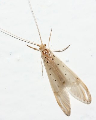 Net-spinning Caddisfly, Synoestropsis sp. (Hydropsychidae)