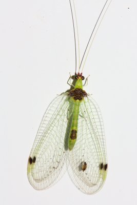 Green Lacewing (Chrysopidae: Leucochrysini)