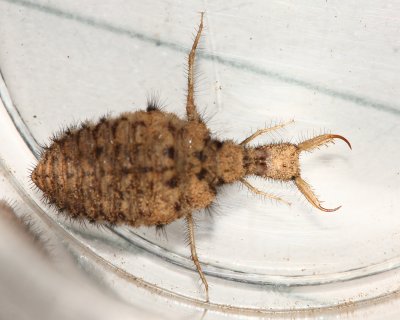 Antlion (Myrmeleonidae)