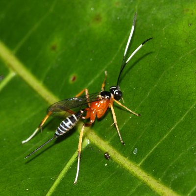 Braconid Wasp (Braconidae)