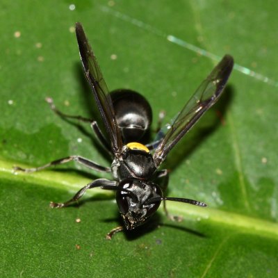 Paper Wasp, Polybia jurinei (Vespidae: Polistinae)