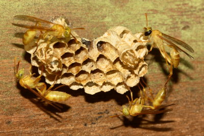 Paper Wasps, Mischocyttarus sp. (Vespidae: Polistinae)