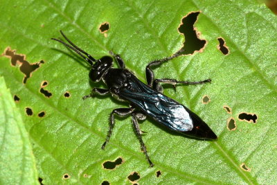 Sphecoid Wasp
