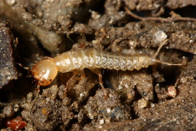 Platydracus cf. larva