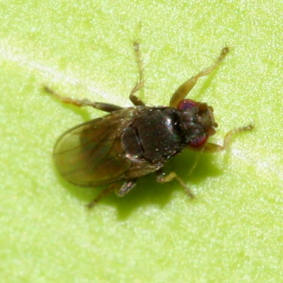 Sphaeroceridae: Limosininae