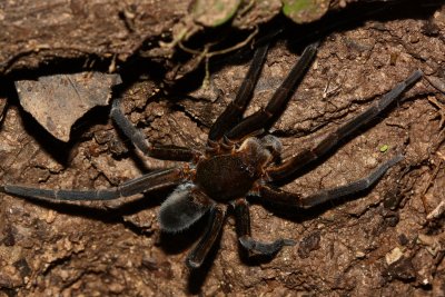 Wandering Spider, Ancylometes sp. (Ctenidae)