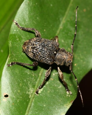 Longhorn Beetle, Scleronotus sp. (Cerambycidae: Lamiinae)