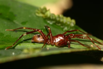 Ant-mimic Spider (Corinnidae)