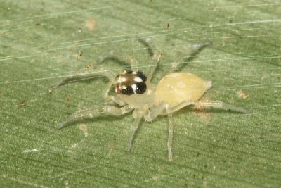 Jumping Spider, Hypaeus sp. (Salticidae: Amycini)