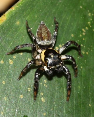 Jumping Spider, Kalcerrytus sp. (Salticidae: Aelurillini)