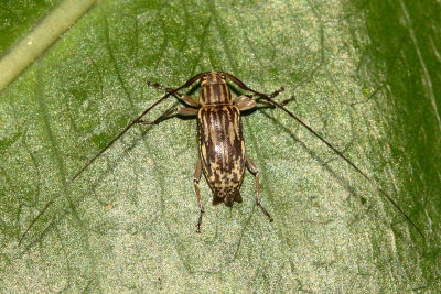 Longhorn Beetle, Atrypanius lineatocollis (Cerambycidae: Lamiinae)