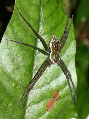 Fishing Spider, Thaumasia sp. (Pisauridae)