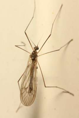 Trichocera sp.