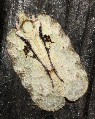 Flatid Planthopper, Flatoides cf. (Flatidae)