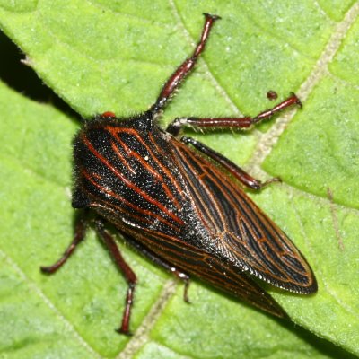 Treehopper, Metcalfiella cf. gigantea (Membracidae)