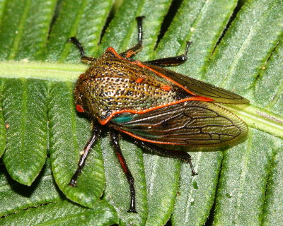 Treehopper, Metcalfiella cf. erecta (Membracidae)