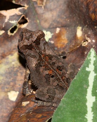 Toad, Bufo margaritifer (Bufonidae)