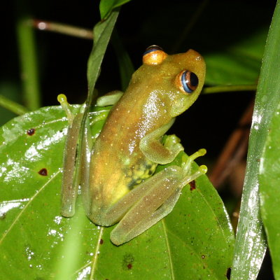 Rough-skinned Green Tree Frog, Boana cinerascens (Hylidae)