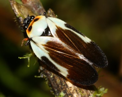 Spittlebug, Sphenorhina quadrifera (Cercopidae)