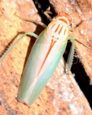 Leafhopper (Cicadellidae)